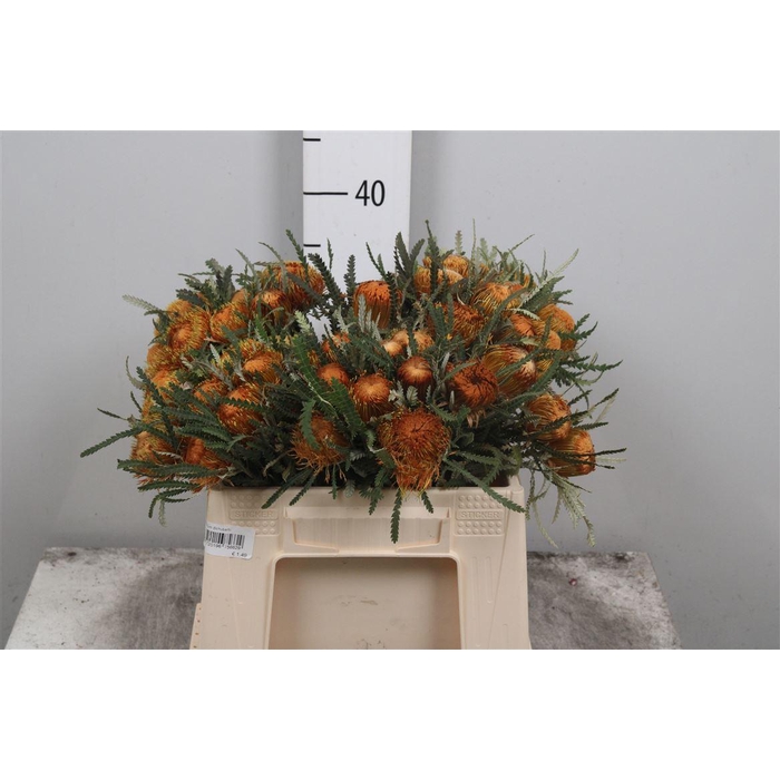 <h4>Banksia Dryandra</h4>