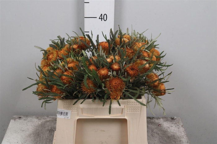 Banksia Dryandra