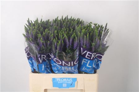 <h4>Veronica Clea Diana Blue</h4>