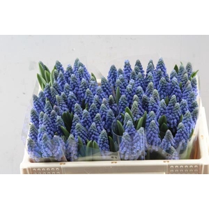 Muscari Carola (schoof)