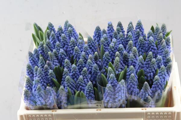 <h4>Muscari Carola (schoof)</h4>