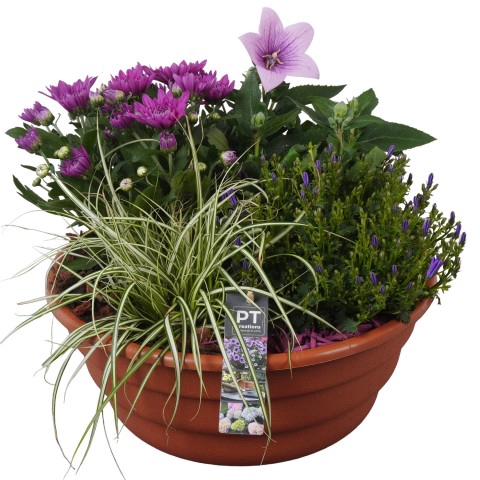 <h4>PTSO7212 Arrangementen Tuinplanten</h4>