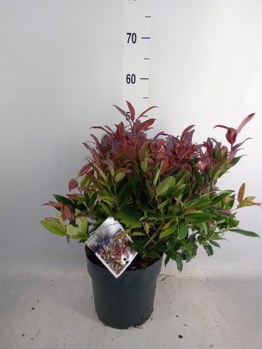 <h4>Leucothoe axillaris 'Zeblid'</h4>