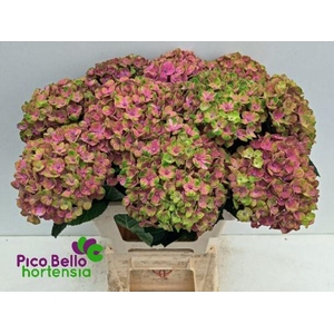 Hydrangea mag coral