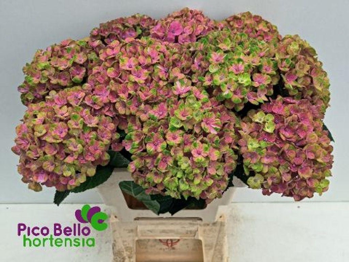 <h4>Hydrangea mag coral</h4>