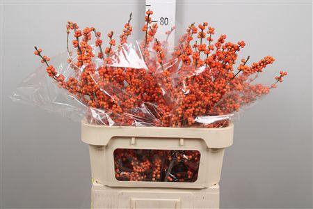 <h4>Ilex Ve Winter Gold</h4>