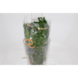 FOLHAGEM RUSCUS 040 CM