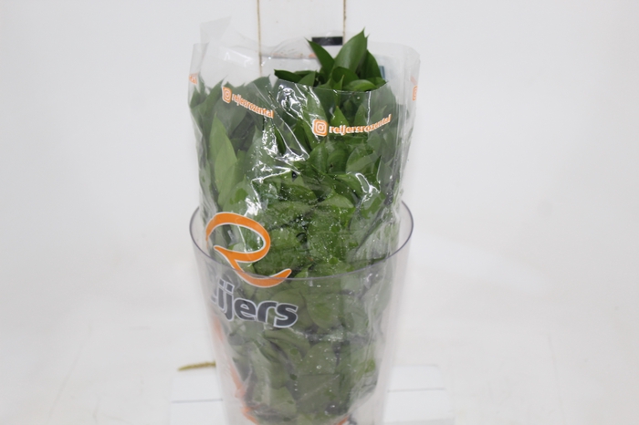 <h4>FOLHAGEM RUSCUS 040 CM</h4>