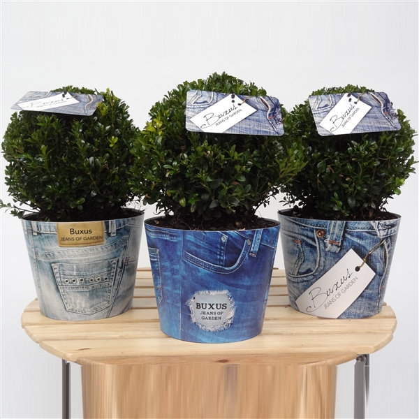 <h4>Buxus sempervirens overig</h4>