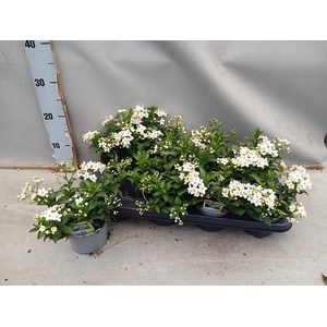 SOLANUM JASMINOIDES