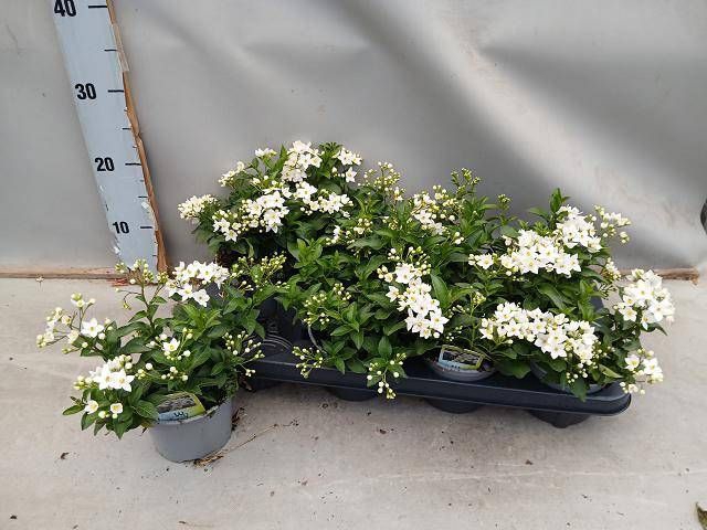 <h4>SOLANUM JASMINOIDES</h4>