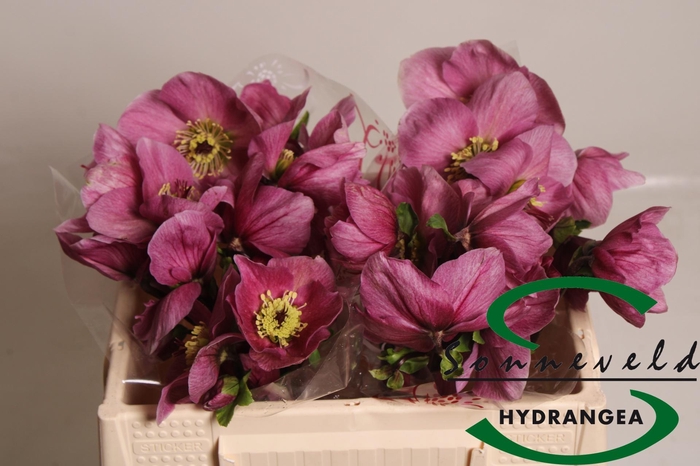 <h4>HELL AAR BELLA PINK</h4>