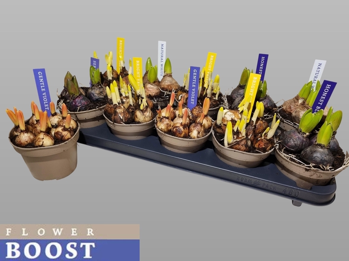 <h4>BOLBLOEMEN GEM</h4>