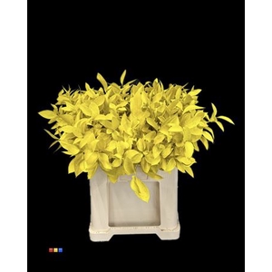 Ruscus Yellow