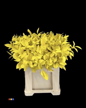 <h4>Ruscus Yellow</h4>