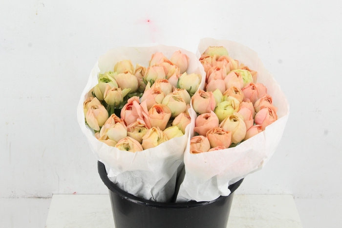 <h4>RAN SUCCES GRANPASTEL</h4>