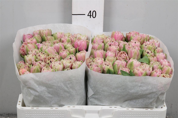 <h4>Tu Fr Cairns</h4>