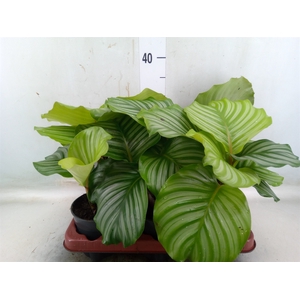 Calathea orbifolia