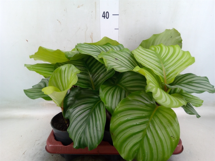 <h4>Calathea orbifolia</h4>