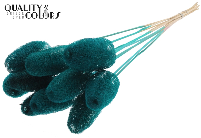 Luffa Mini on stem Turquoise