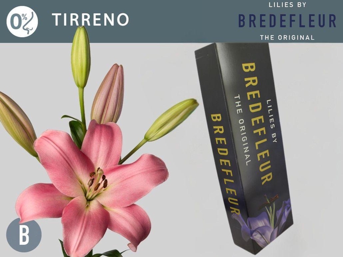 <h4>LI LA TIRRENO QUALITY BOX</h4>