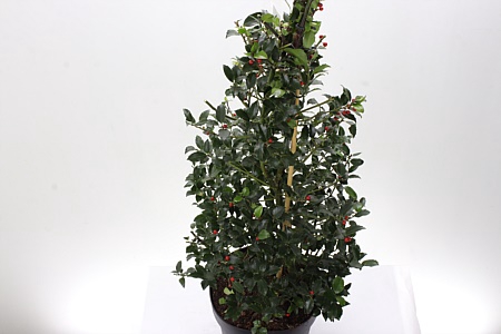 <h4>Zz Ilex Mes Blue Maid</h4>