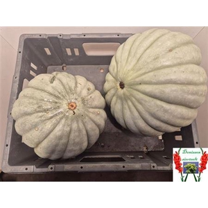 Cucurbita Sierkalebs
