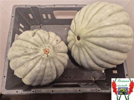 <h4>Cucurbita Sierkalebs</h4>