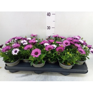 Osteospermum  'Senorita Tanja'
