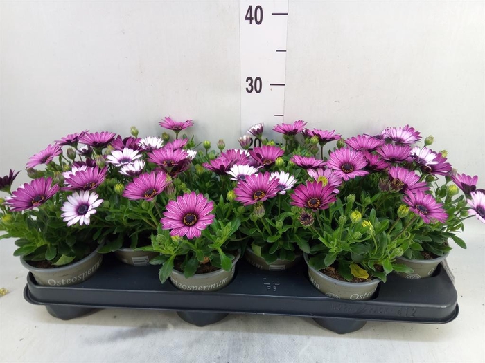 <h4>Osteospermum  'Senorita Tanja'</h4>