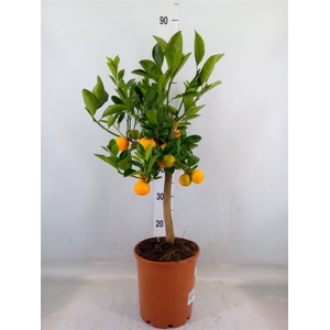 Citrus   ...