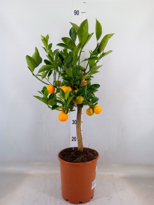 <h4>Citrus   ...</h4>