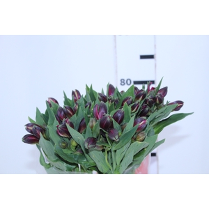 ALSTROEMERIA NAPOLI 080 CM