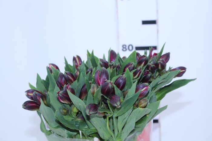 ALSTROEMERIA NAPOLI 080 CM