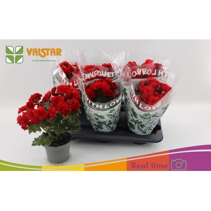 Begonia Elat. Baladin