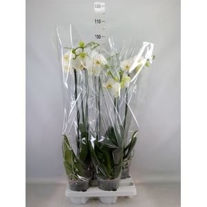 Phalaenopsis   ...white
