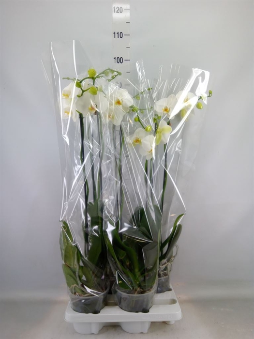 <h4>Phalaenopsis   ...white</h4>