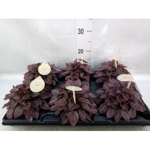 Peperomia