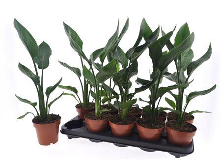 <h4>Strelitzia Reginae</h4>
