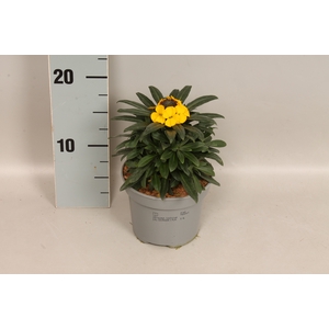 vaste planten 12 cm Erysimum Yellow
