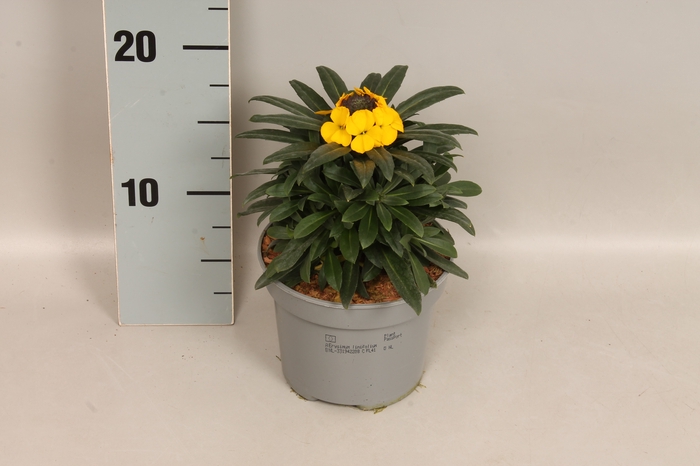 <h4>vaste planten 12 cm Erysimum Yellow</h4>