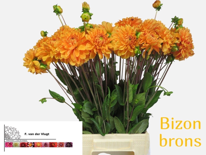 <h4>DAHL BIZON BRONS</h4>