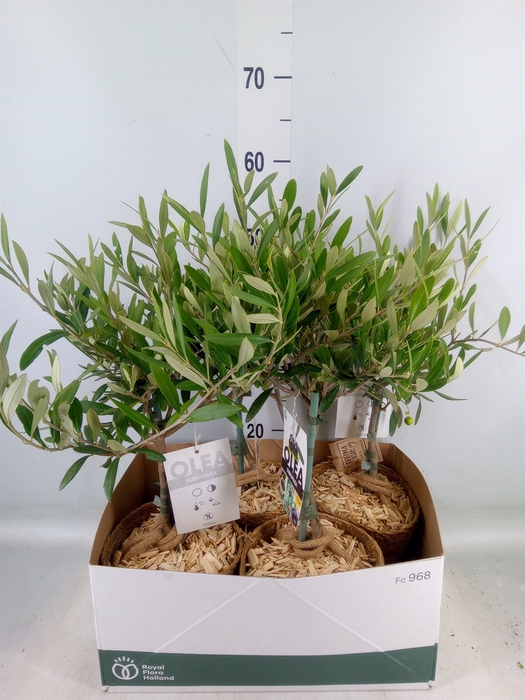 <h4>Arr.   Tuinplanten H%</h4>