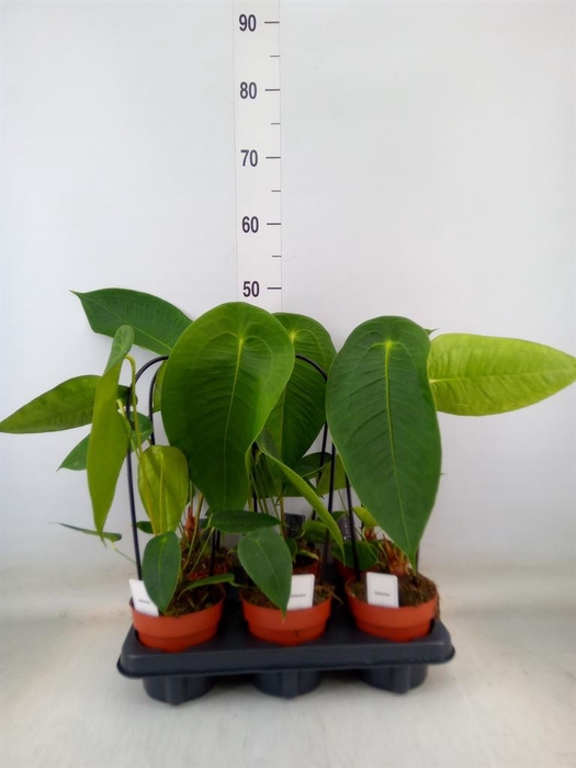 <h4>Anthurium   ...</h4>