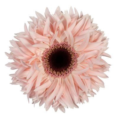 <h4>Gerbera Spider Abu Water X40 Lang</h4>