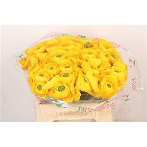 Ran.. Su Omega Extra X50