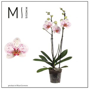Phalaenopsis Goya 2 spike - 12cm | Mimesis