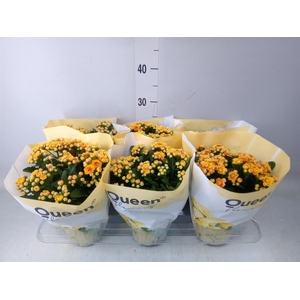 Kalanchoe  'MoreFlow Lausanne'