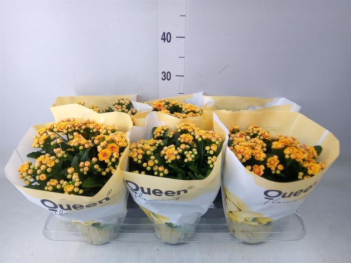 <h4>Kalanchoe 'MoreFlow Lausanne'</h4>