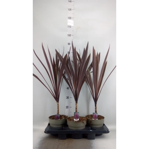 Cordyline austr. 'Red Star'